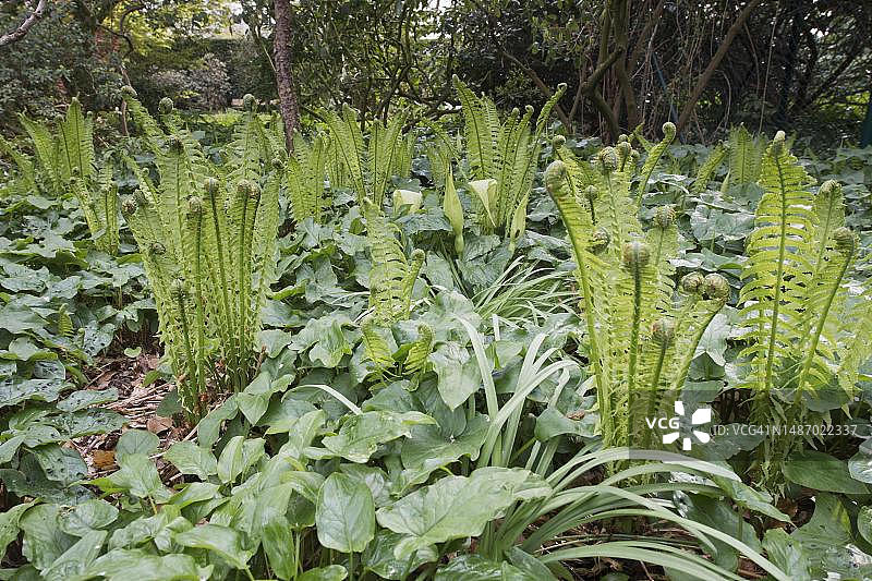 鸵鸟蕨和海芋，德国下萨克森州埃姆斯兰图片素材
