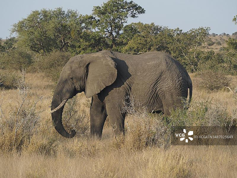 克鲁格国家公园的非洲象图片素材