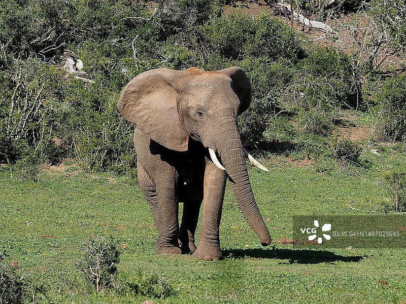 南非，阿多大象国家公园里的非洲象图片素材