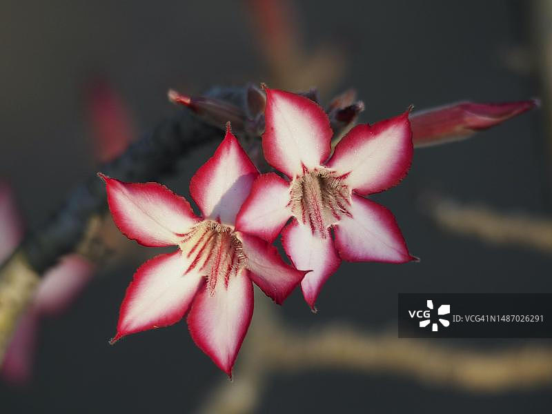 多花沙漠玫瑰在南非克鲁格国家公园图片素材