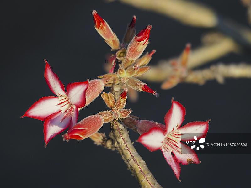 多花沙漠玫瑰在南非克鲁格国家公园图片素材