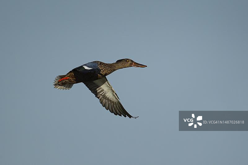 在诺福克飞行的琵嘴鸭雌鸟图片素材