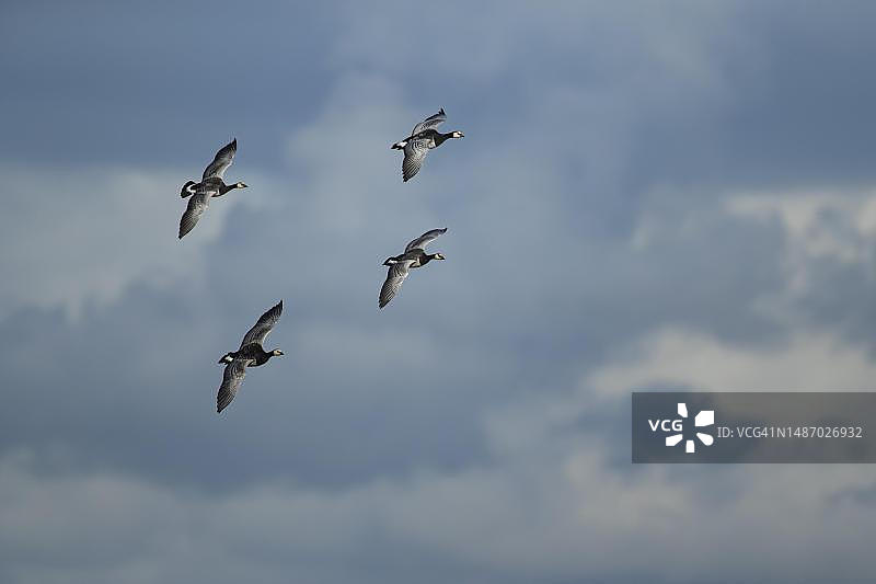 英国苏格兰邓弗里斯的四只成年飞行白额黑雁图片素材