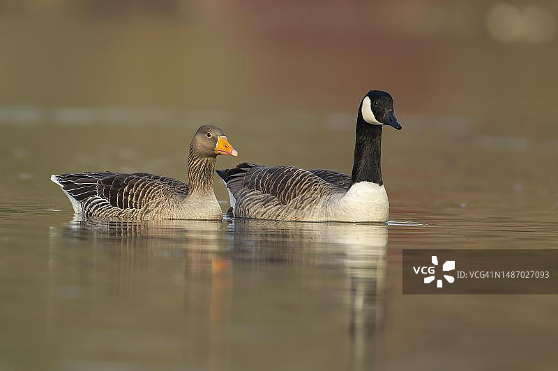 加拿大雁和灰雁图片素材