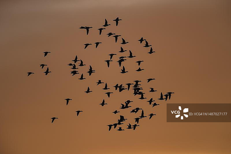 夕阳下成群飞翔的欧亚鹣（Mareca penelope），英国林肯郡图片素材