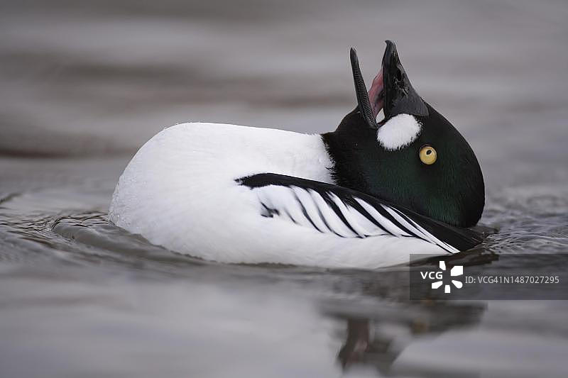 成年雄性金眼鸭在湖面上求偶（英国，联合王国）图片素材