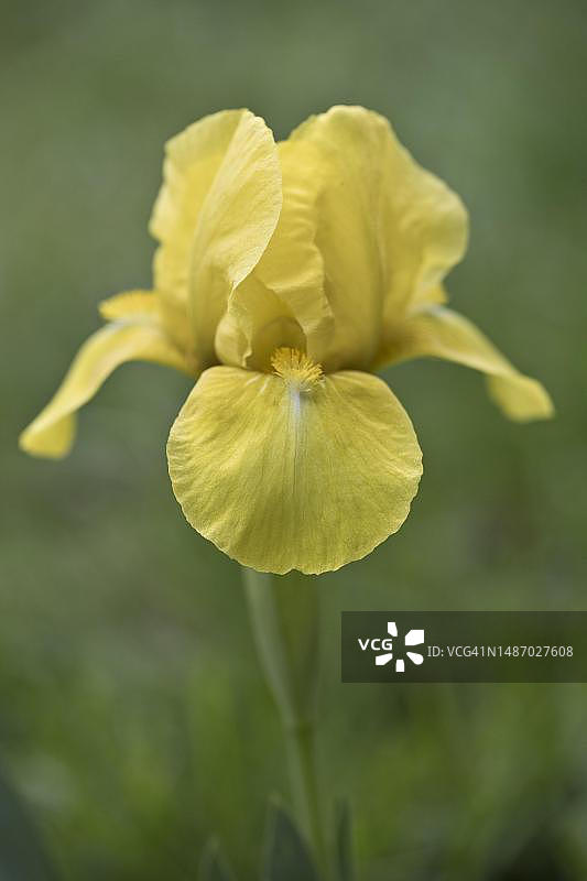 矮鸢尾花，德国下萨克森州埃姆斯兰图片素材