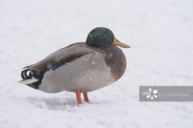 站在雪地上的绿头鸭（Anas platyrhynchos）成年雄鸟，英国萨福克图片素材