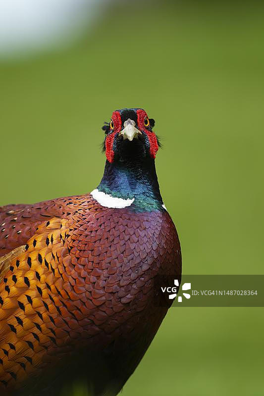 英国萨福克成年雄性普通雉鸟肖像图片素材