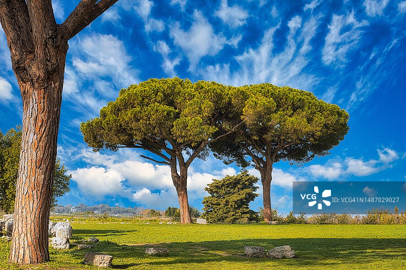 意大利坎帕尼亚帕埃斯图姆的石松图片素材