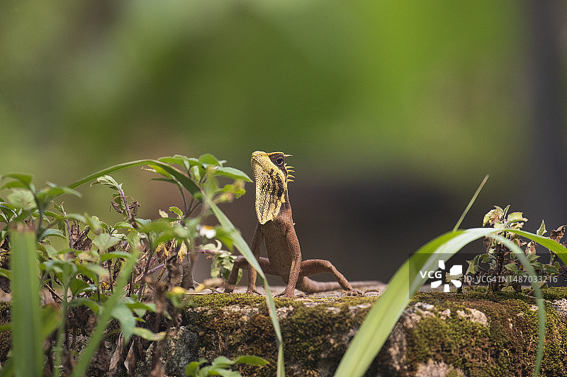 娜塔莉亚的山角龙图片素材