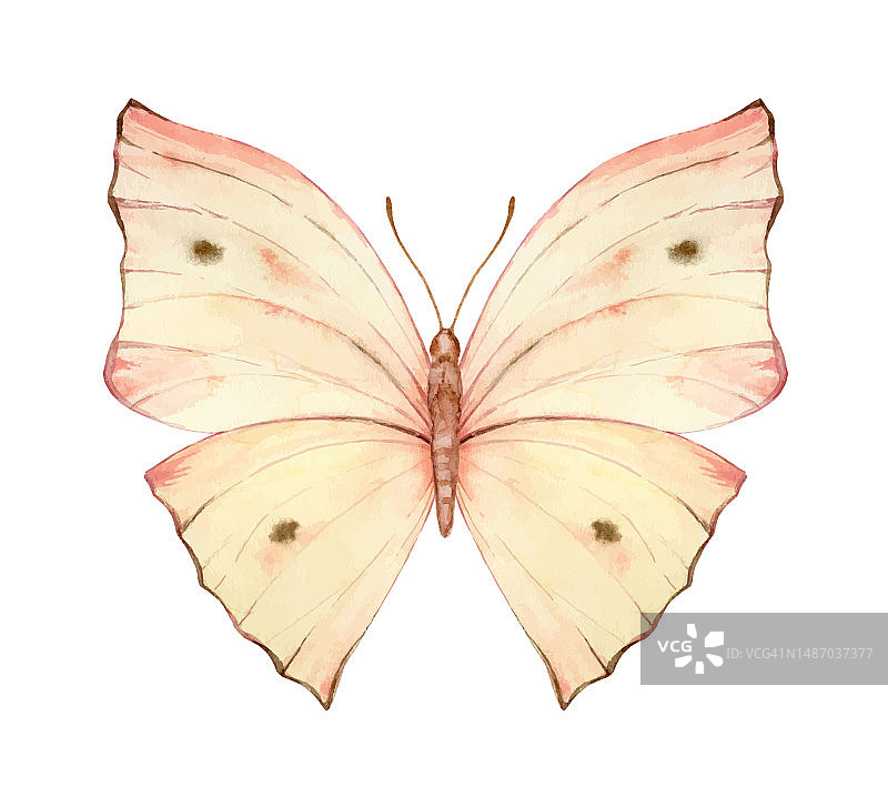 手绘水彩蝴蝶矢量插画图片素材