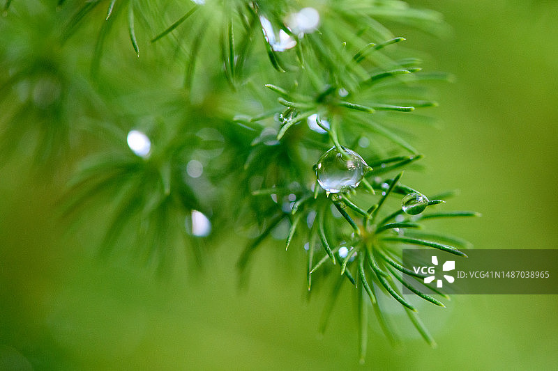 绿植上的水滴图片素材