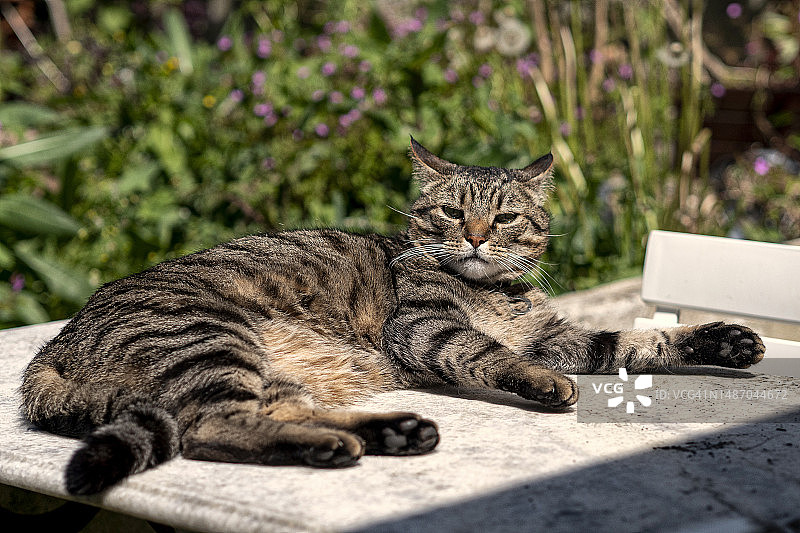 虎斑猫沐浴午后阳光图片素材
