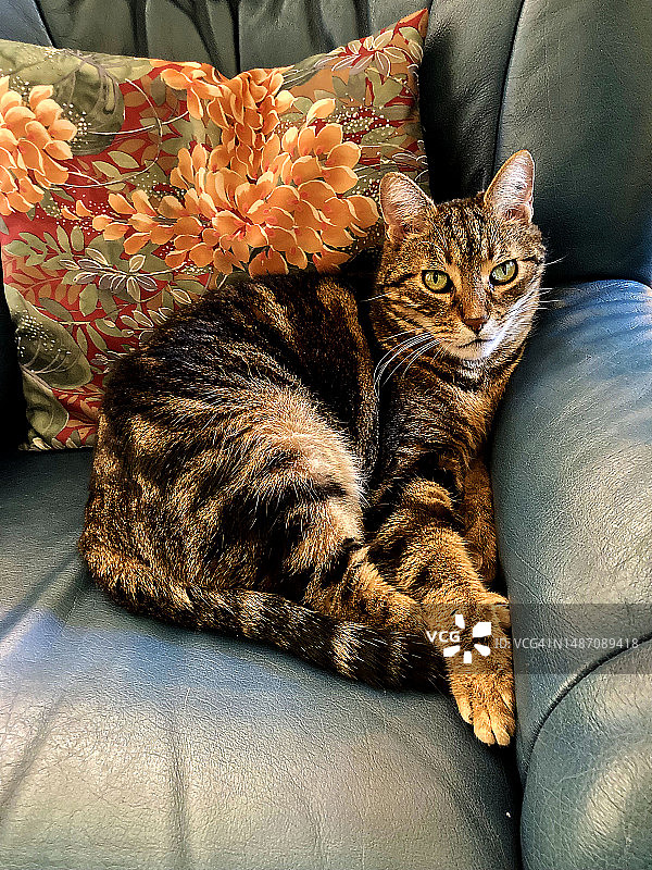 一只猫坐在法国的扶手椅上图片素材