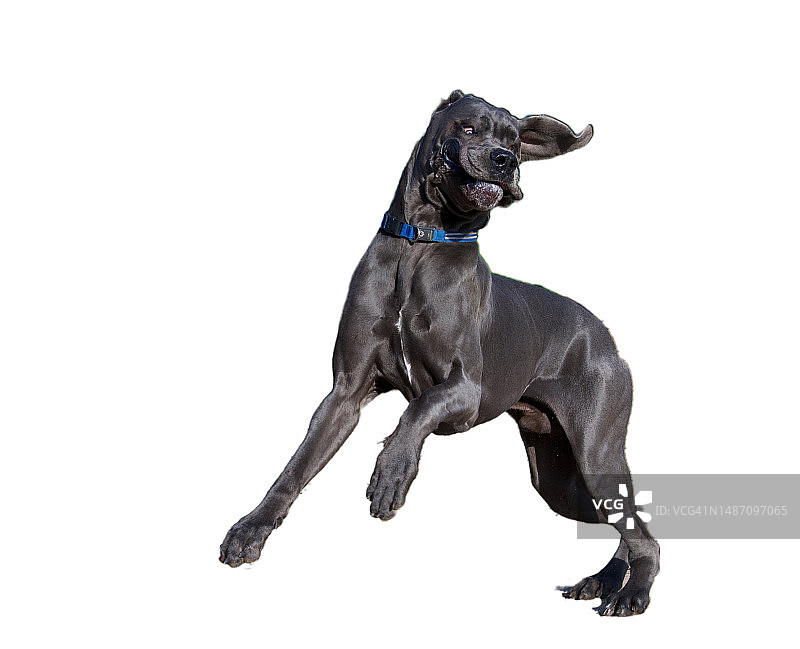 巨大的蓝色小狗图片素材