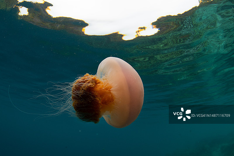浅水中的水母图片素材