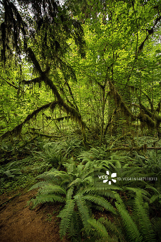 仰视视角下的美国华盛顿州奥林匹克国家公园霍河雨林图片素材