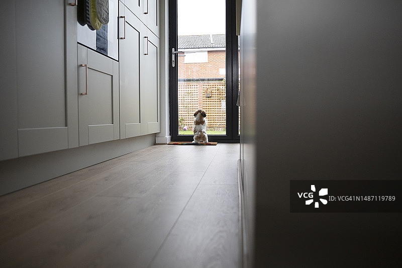 在家庭厨房里抓挠庭院门，想要去后花园的幼犬图片素材