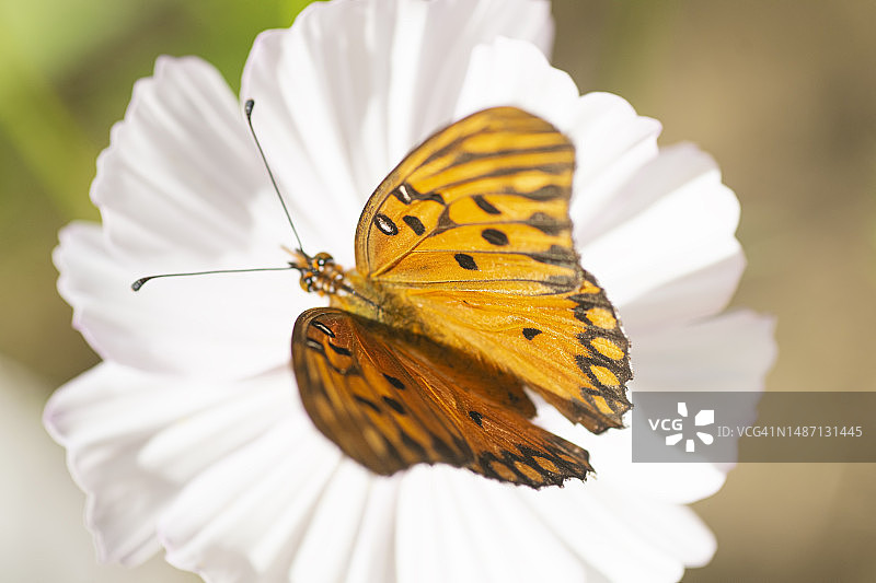 阿根廷布宜诺斯艾利斯圣克拉拉德尔马的翠雀花与大西洋银斑蝶图片素材