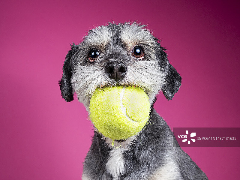 纯种梗犬在粉色背景前特写，西班牙马德里图片素材