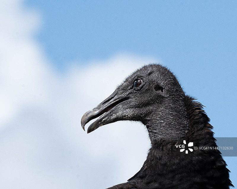 墨西哥金塔纳罗奥州图卢姆，兀鹫远眺特写图片素材