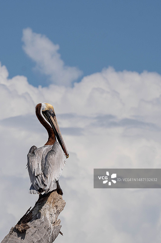 低角度拍摄栖息在树枝上的鹈鹕，图卢姆，金塔纳罗奥州，墨西哥图片素材