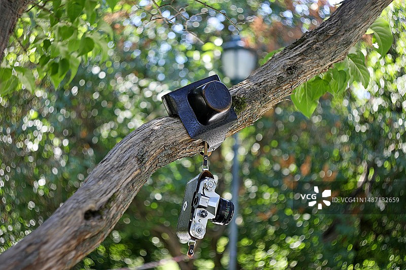 森林中树干的低角度景观图片素材