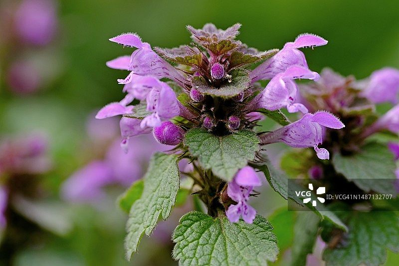 紫色开花植物特写图片素材