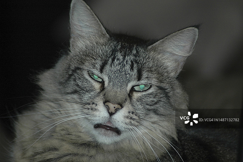 猫的特写肖像图片素材