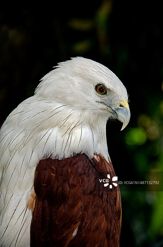 鹰的特写图片素材
