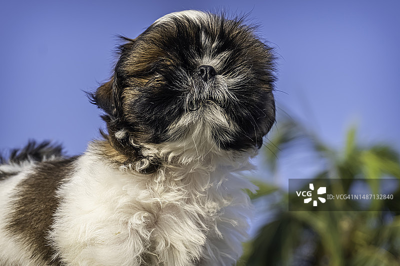 蓝天下西施犬的特写图片素材