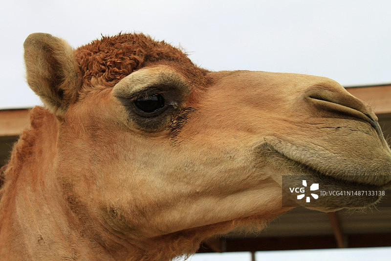 双峰驼特写图片素材