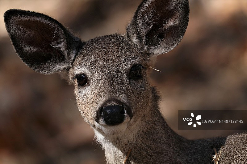 白色的特写肖像图片素材