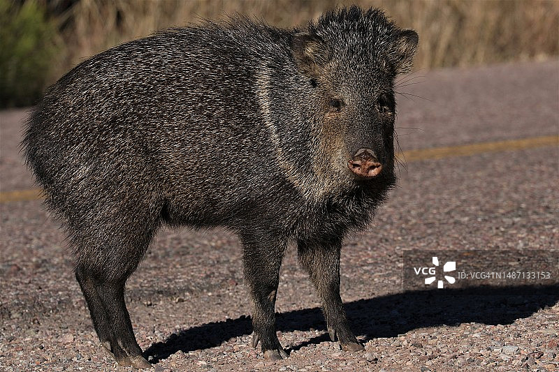 站立在田野上的熊的肖像图片素材