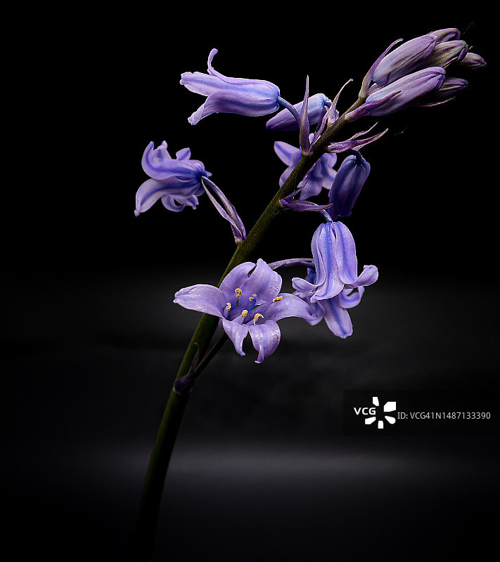 英国大伦敦黑色背景紫色花朵特写图片素材