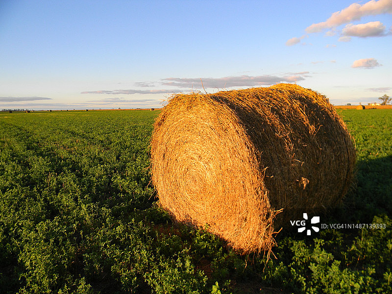 秋季阿根廷乡村的苜蓿卷图片素材