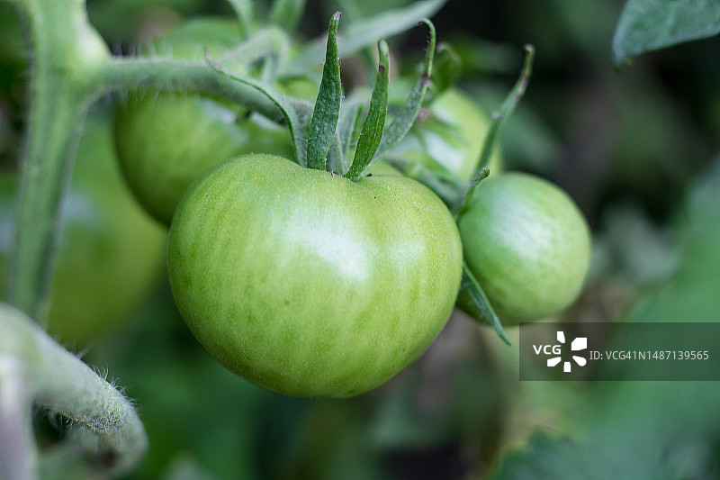 有机花园中未成熟的绿色番茄图片素材