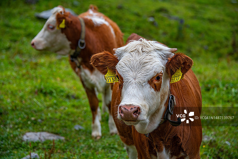 两只小牛并排站立图片素材