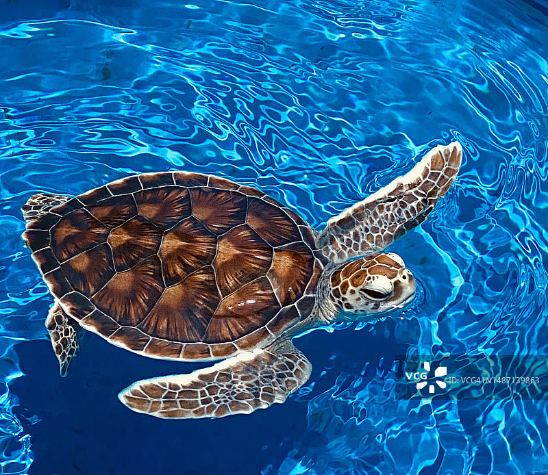 海中游泳的乌龟高角度视图图片素材