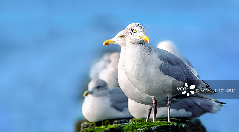 泽兰荷兰岩石上栖息的环嘴鸥特写图片素材