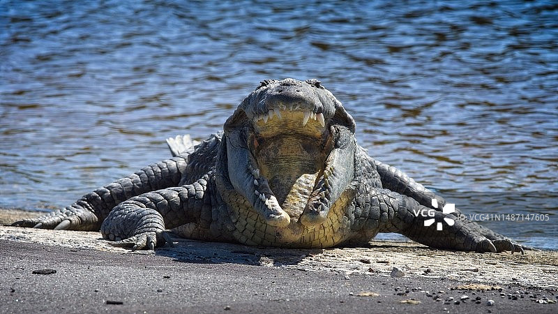 张着嘴的美洲鳄图片素材