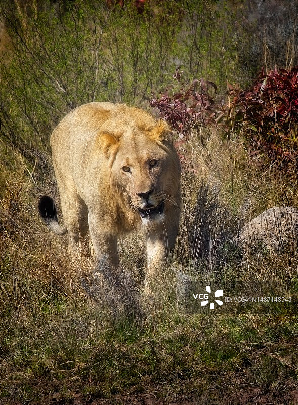一头年轻的非洲狮图片素材