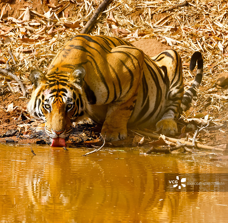 印度中央邦沙赫多尔地区湖中老虎肖像图片素材