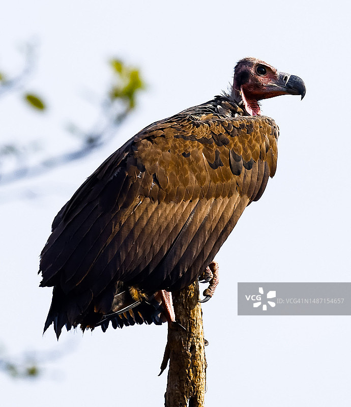 沙赫多尔专区，中央邦，印度，老鹰栖息在树枝上的低角度视图图片素材