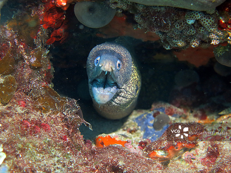 海鳗在海中游泳的特写，卡拉布伦，土耳其图片素材