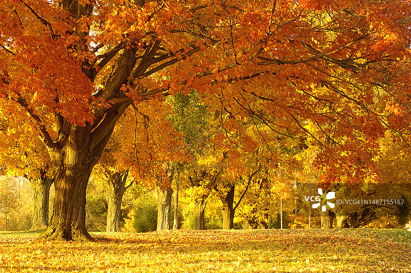 秋天公园里的树图片素材