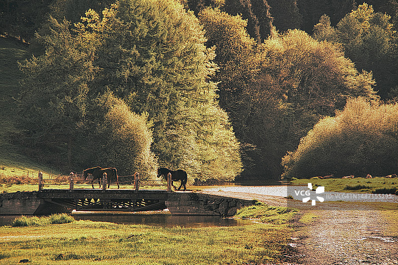 西班牙巴斯克地区树映湖光美景图片素材