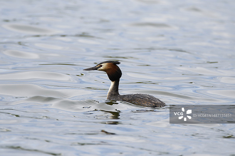 鸭子，俄罗斯图片素材