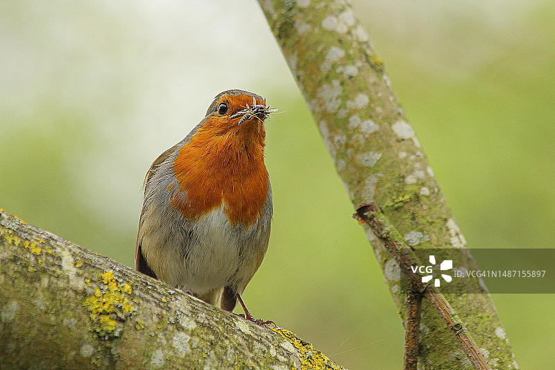 红胸歌鸲栖息在树上的特写，英国图片素材